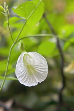 Aparajita White (Clitroia Ternatea - Premium Flowering Plants from Plantparadise - Just $475.00! Shop now at Plantparadise