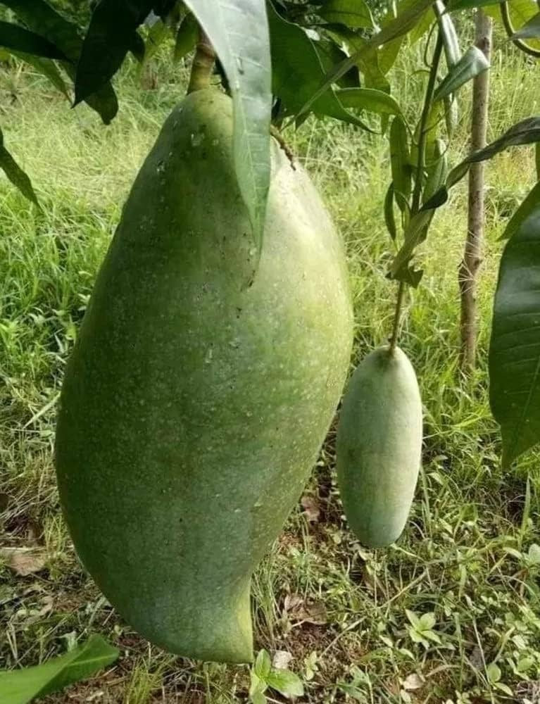 Brunei King Mango Plant - Premium Fruit Plants & Tree from Plantparadise - Just $950! Shop now at Plantparadise