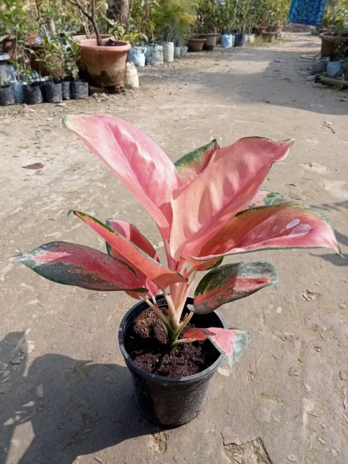 aglaonema plant for sale Aglaonema Plant|Aglaonema Red Siam for Sale