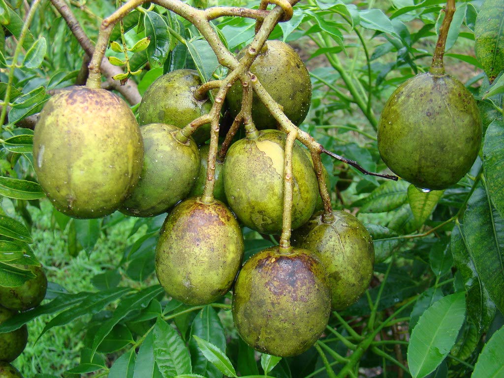 All Time Amra (Spondias Mombin Fruit) - Premium Fruit Plants & Tree from Plantparadise - Just $999! Shop now at Plantparadise