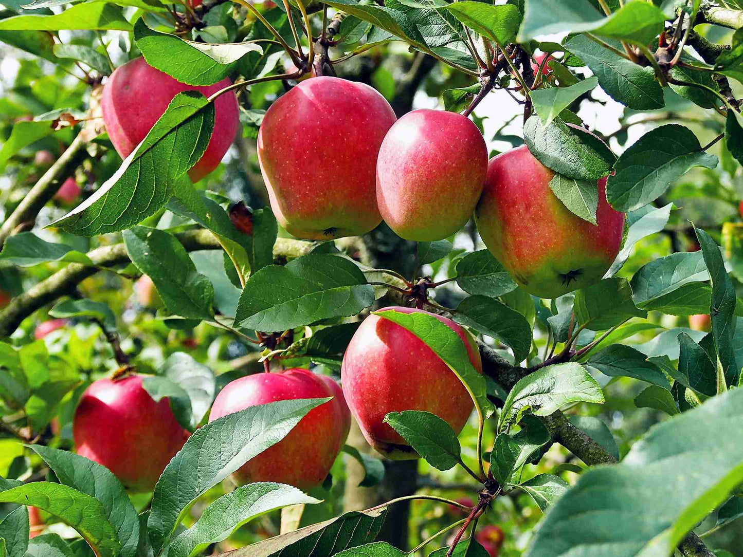 Anna Apple Plants |Warm climate apple trees buy online - Premium Fruit Plants & Tree from Plantparadise - Just $850! Shop now at Plantparadise