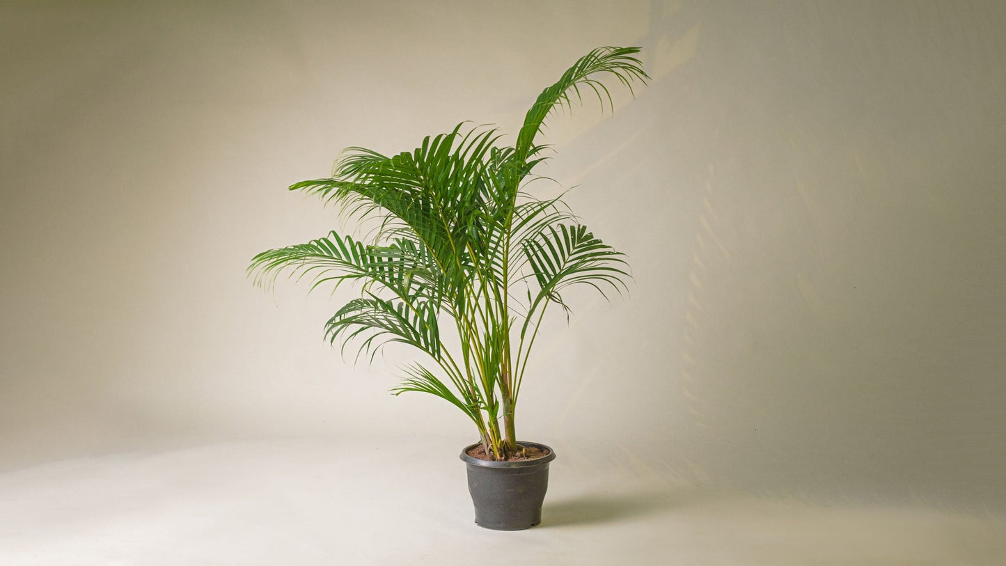 Areca Palm - Premium from Plantparadise - Just $499.00! Shop now at Plantparadise