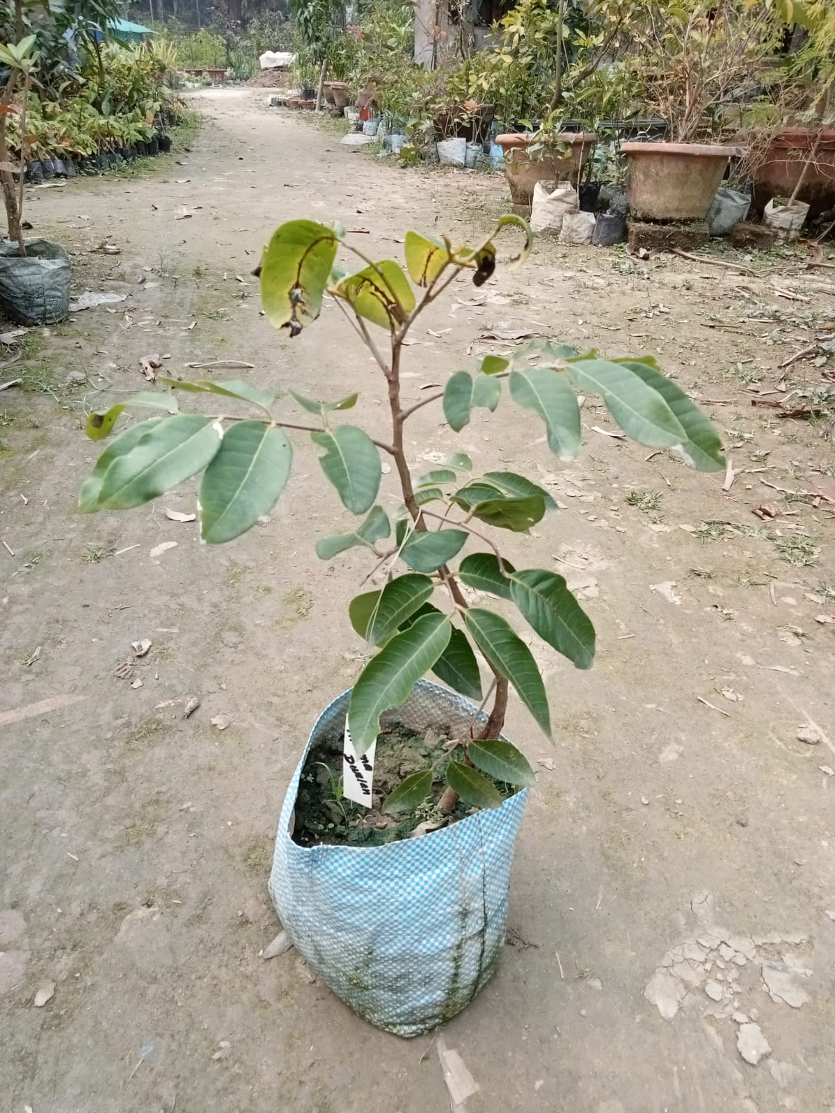 Aroma Durian White Longan Fruit Plant|Buy Aroma Durian White Longan Tree Online - Premium Fruit Plants & Tree from Plantparadise - Just $2200! Shop now at Plantparadise