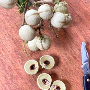 Aroma Durian White Longan Fruit Plant|Buy Aroma Durian White Longan Tree Online - Premium Fruit Plants & Tree from Plantparadise - Just $2200! Shop now at Plantparadise