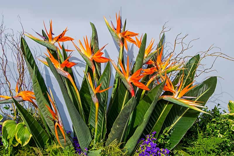 Bard of Plant Paradise - Premium Flowering Plants from Plantparadise - Just $550! Shop now at Plantparadise