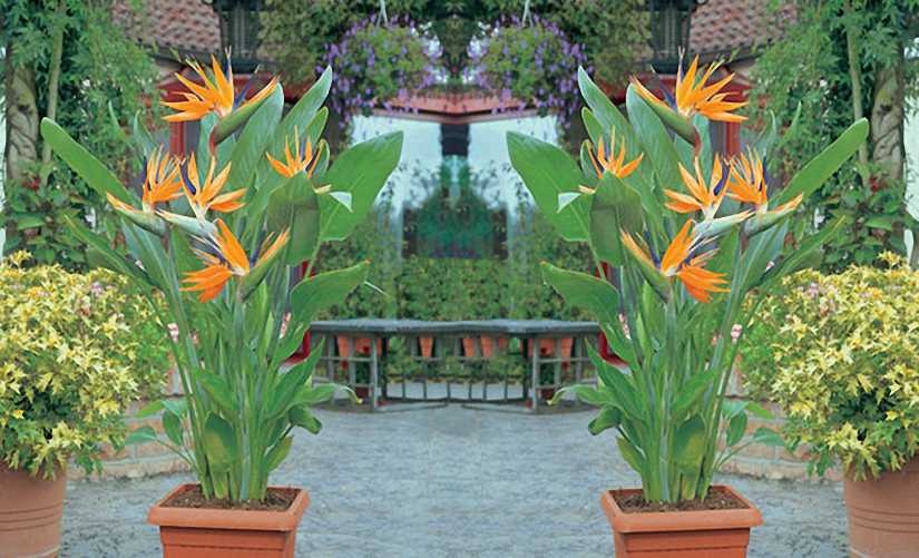 Bard of Plant Paradise - Premium Flowering Plants from Plantparadise - Just $550! Shop now at Plantparadise