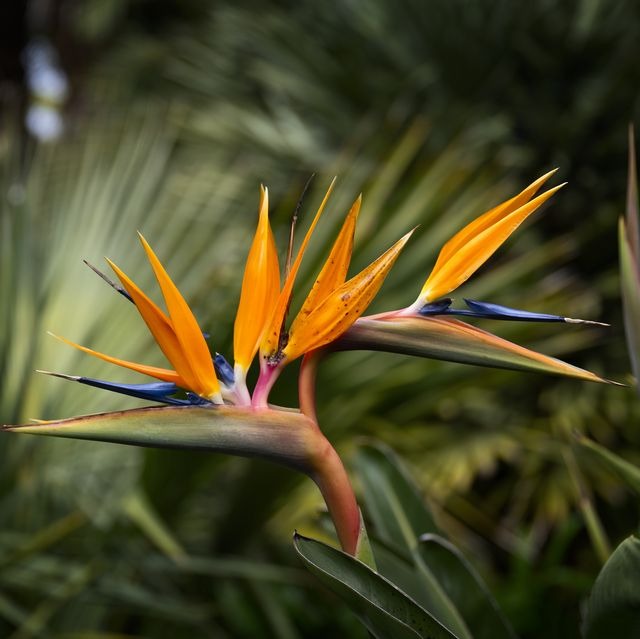 Bard of Plant Paradise - Premium Flowering Plants from Plantparadise - Just $550! Shop now at Plantparadise