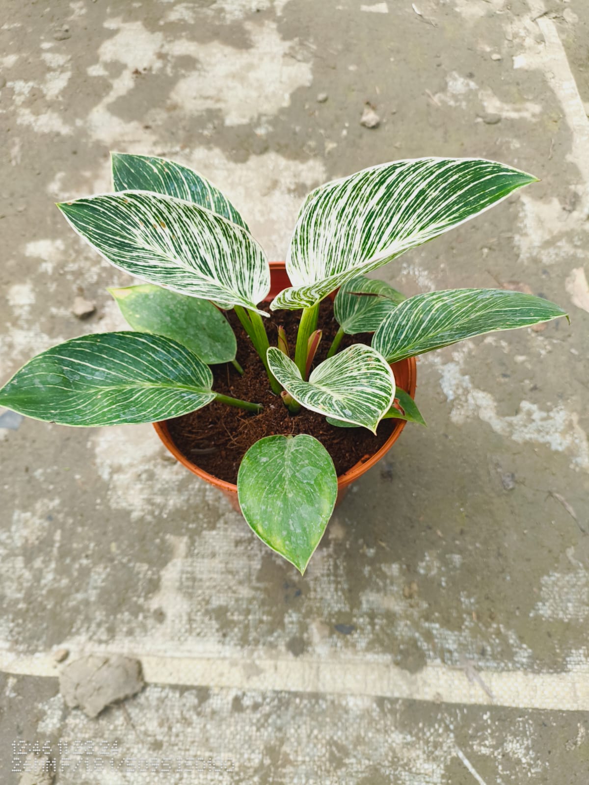 Barking Plant|Rare Ornamental Plant - Premium Indoor Plant from Plantparadise - Just $599! Shop now at Plantparadise