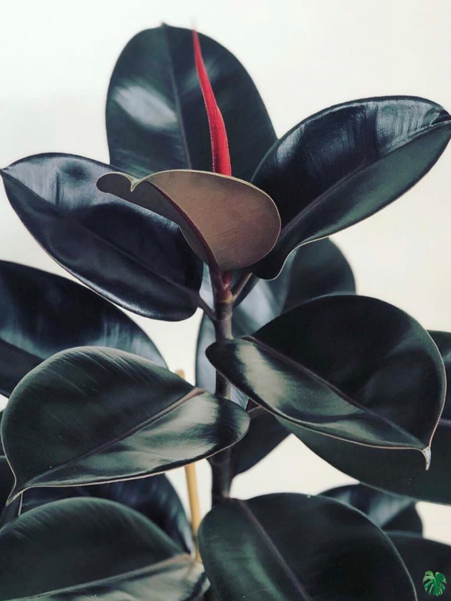 Rubber Plant - Premium Indoor Plant from Plantparadise - Just $425.00! Shop now at Plantparadise