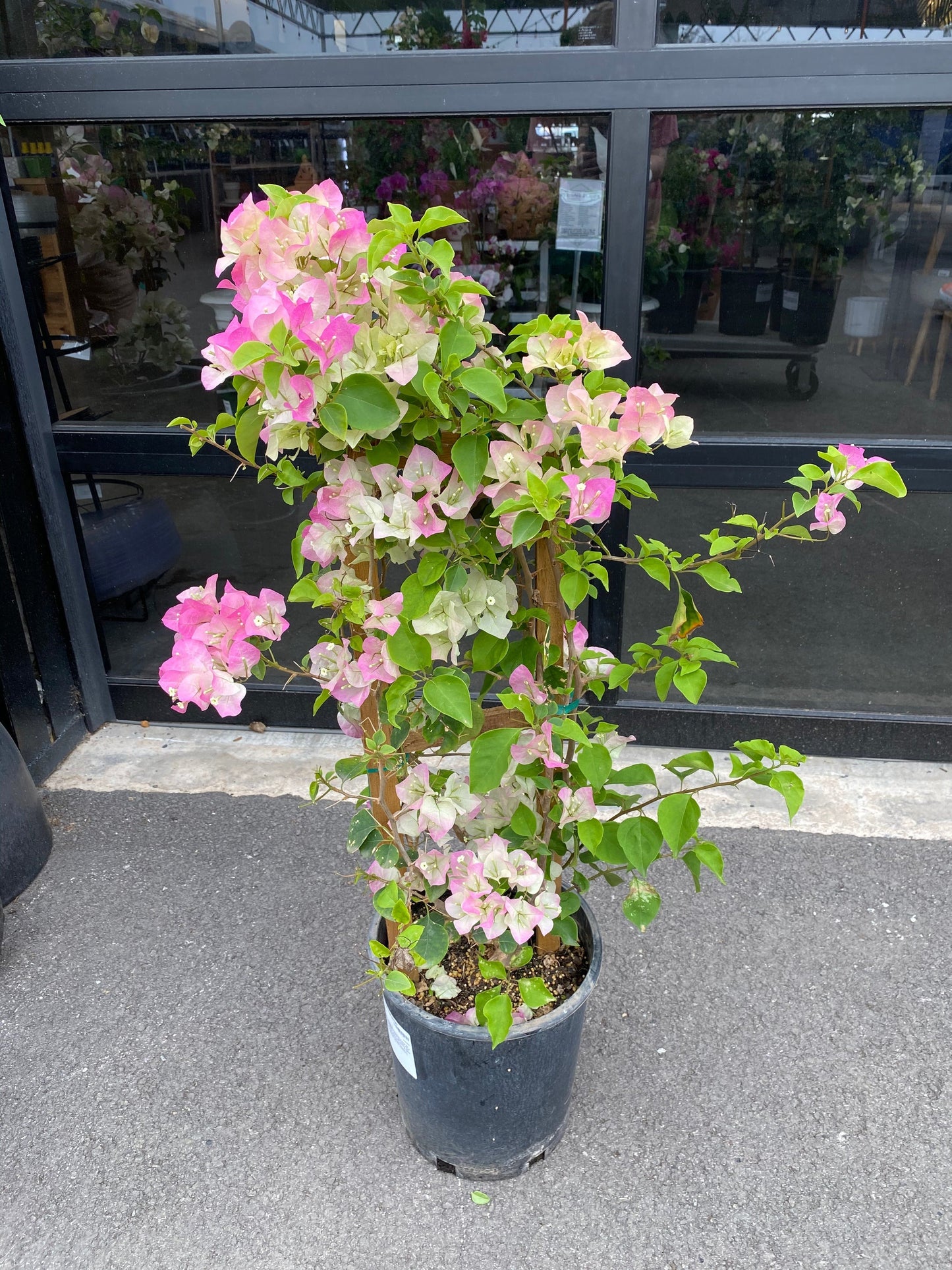 Bougainvillea Thai Imperial Delight - Premium from Plantparadise - Just $999! Shop now at Plantparadise