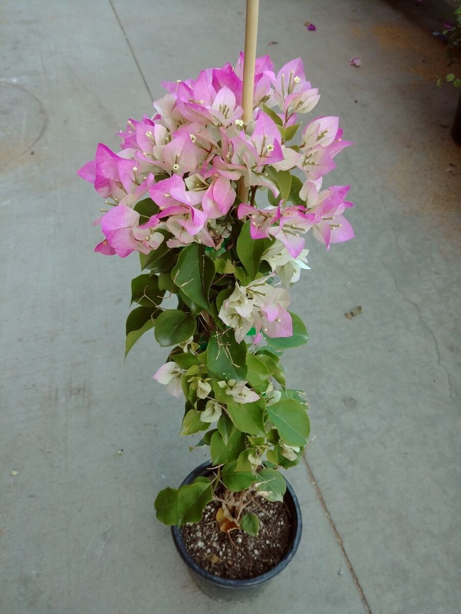 Bougainvillea Thai Imperial Delight - Premium from Plantparadise - Just $999! Shop now at Plantparadise