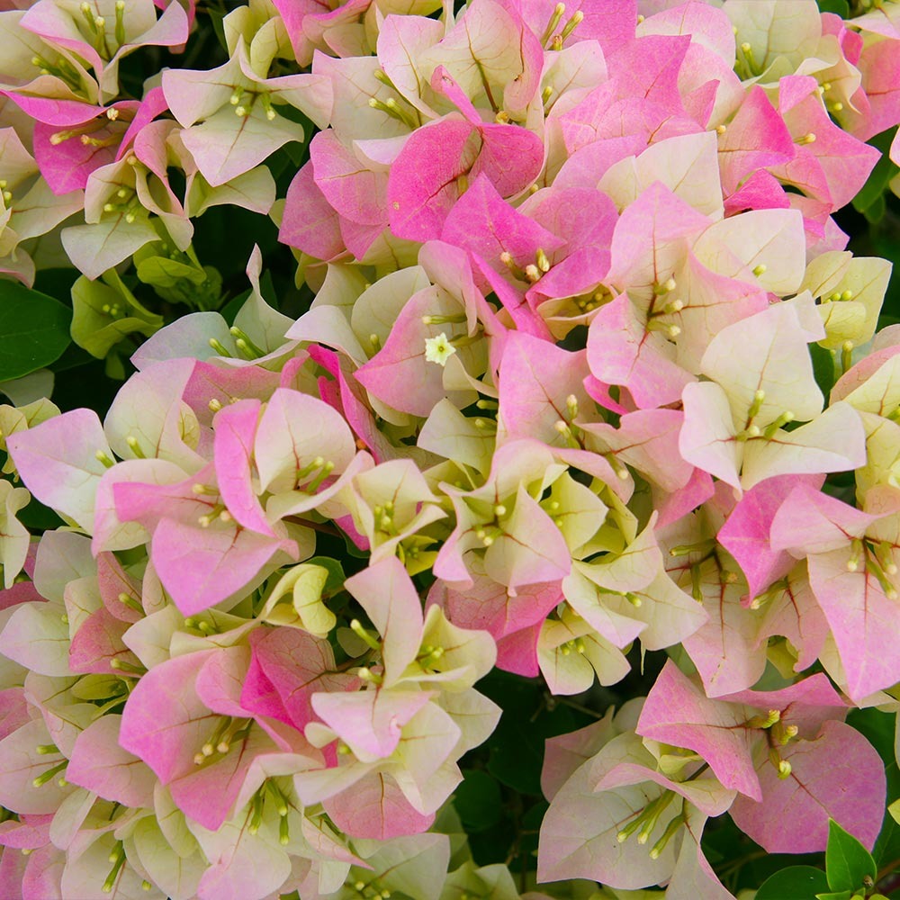 Bougainvillea Thai Imperial Delight - Premium from Plantparadise - Just $999! Shop now at Plantparadise