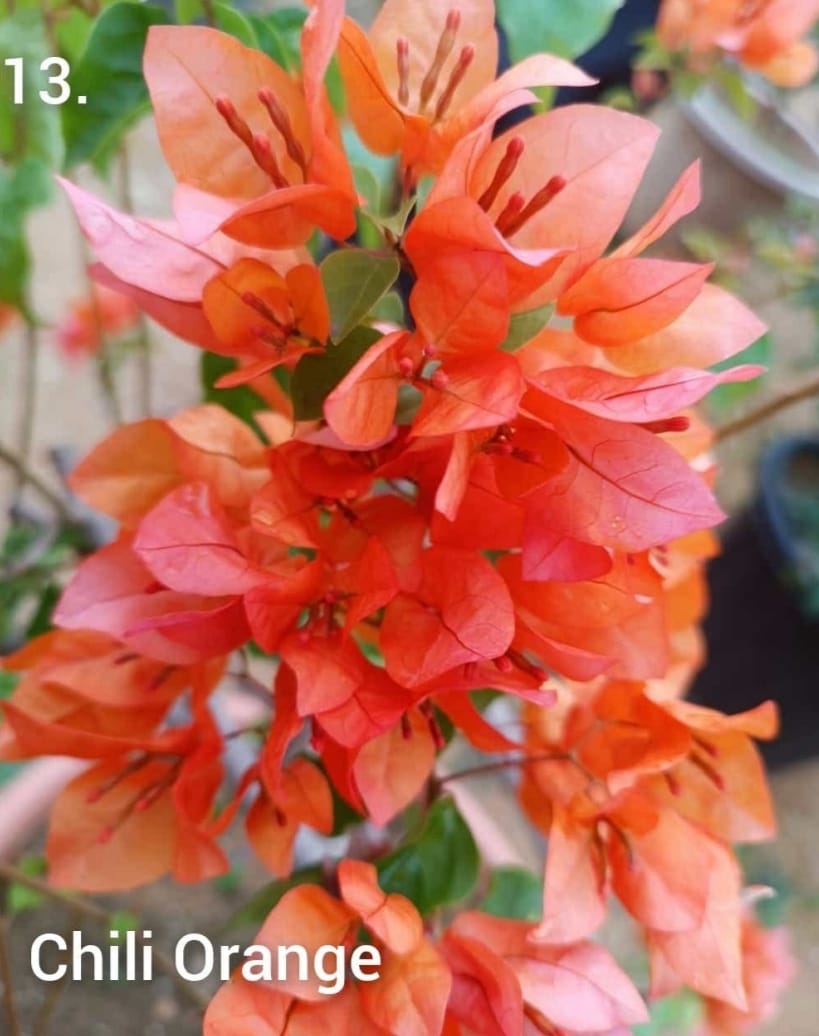 Thai Chilli Orange Bougainvillea - Premium Flowering Plants from Plantparadise - Just $899! Shop now at Plantparadise