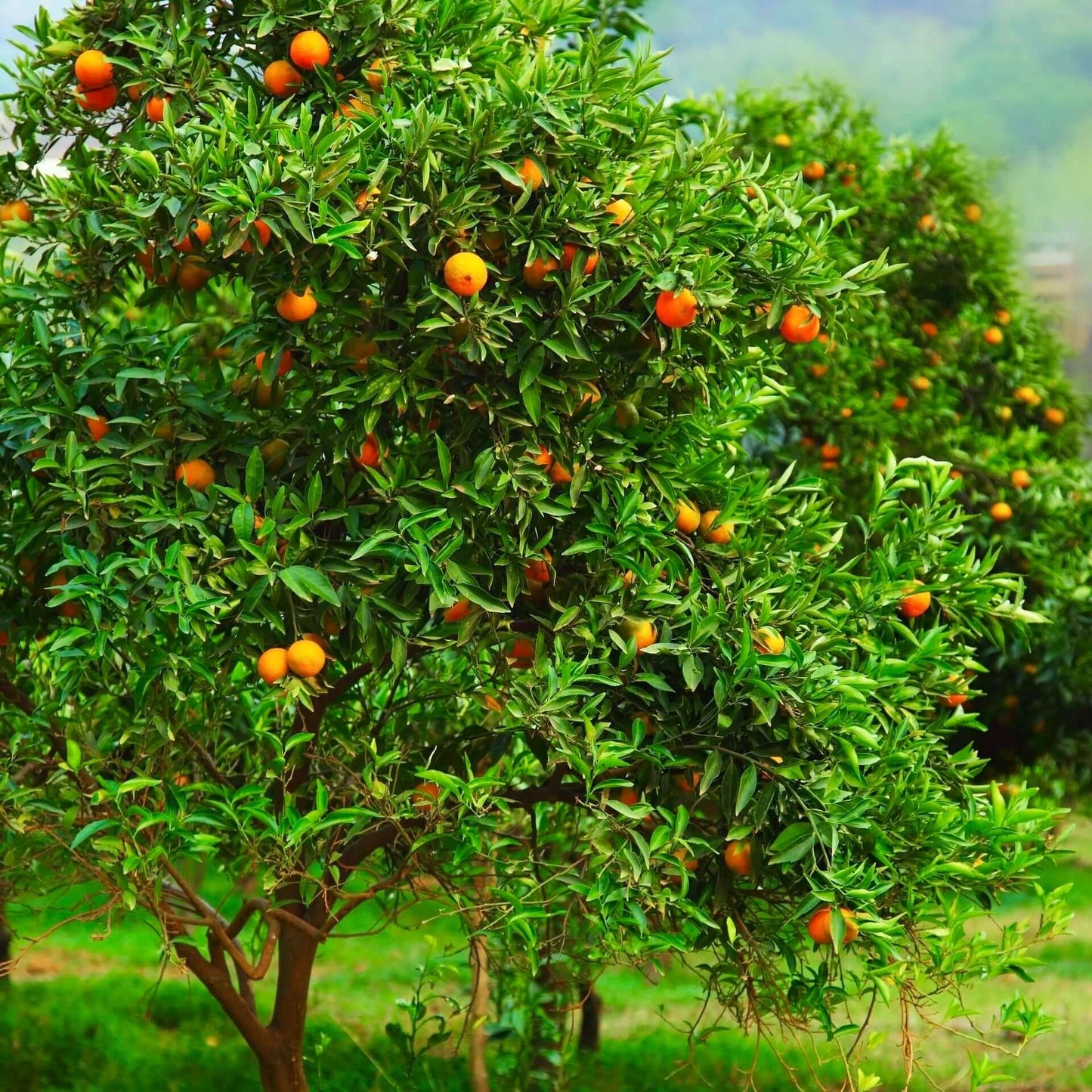 Clementine Tangor Orange Plant|Buy Clementine Tangor Orange Plant - Premium Fruit Plants & Tree from Plantparadise - Just $950! Shop now at Plantparadise