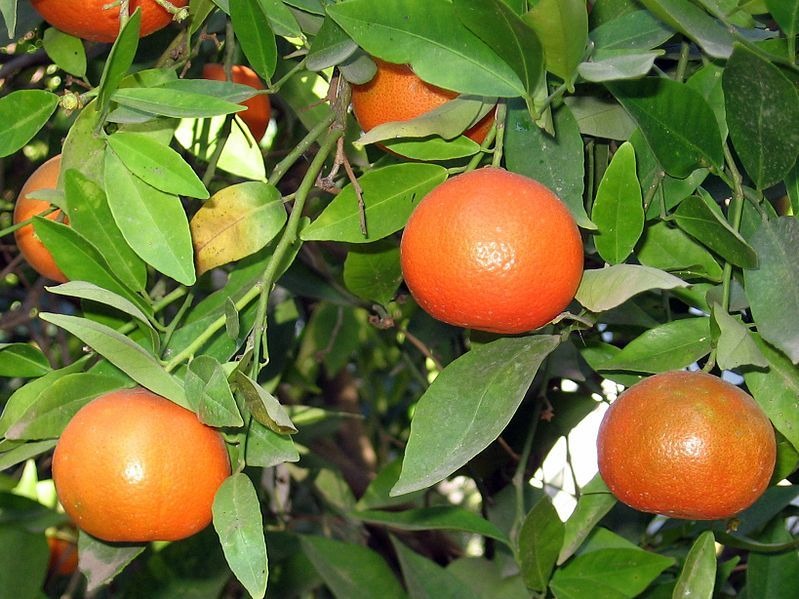 Clementine Tangor Orange Plant|Buy Clementine Tangor Orange Plant - Premium Fruit Plants & Tree from Plantparadise - Just $950! Shop now at Plantparadise