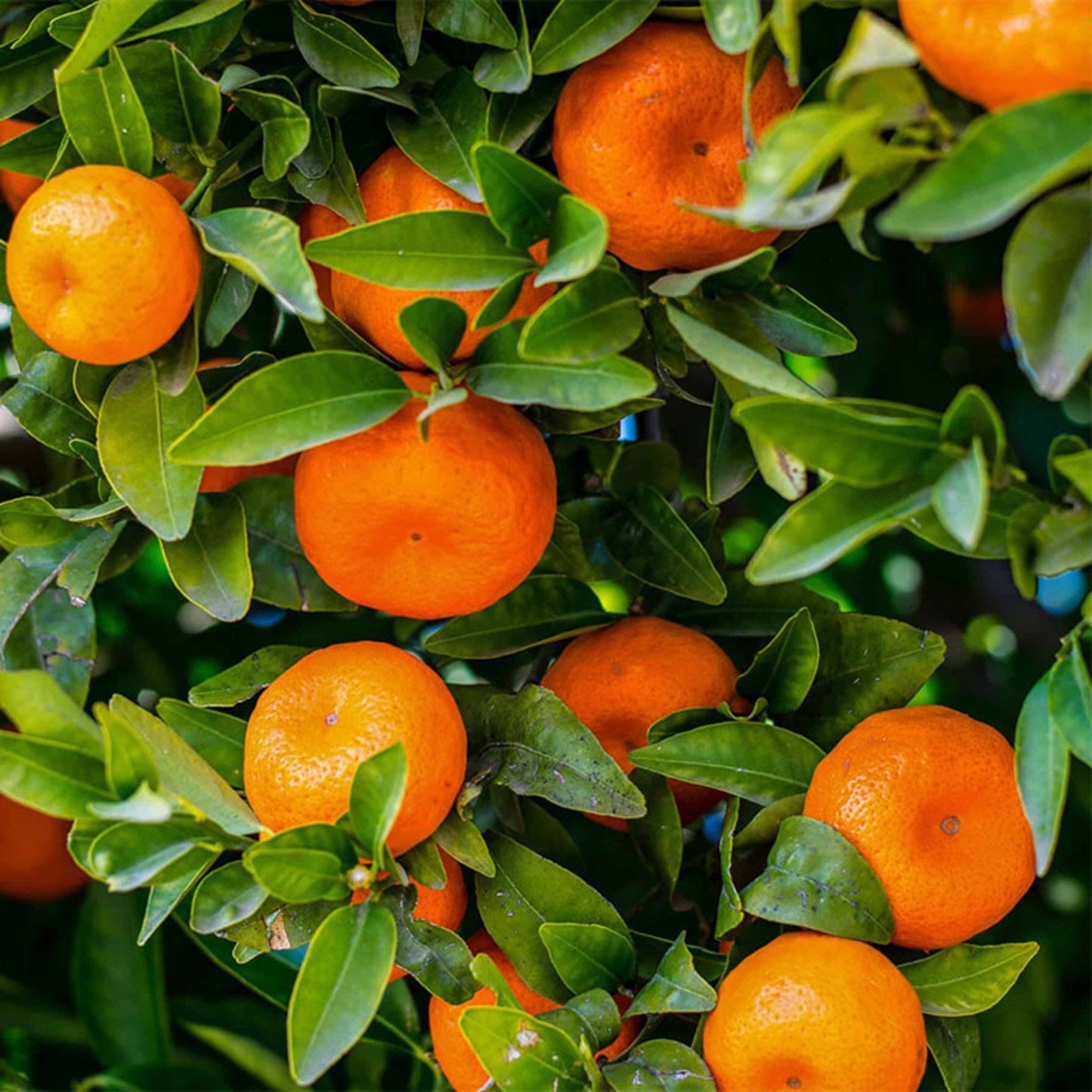 Clementine Tangor Orange Plant|Buy Clementine Tangor Orange Plant - Premium Fruit Plants & Tree from Plantparadise - Just $950! Shop now at Plantparadise