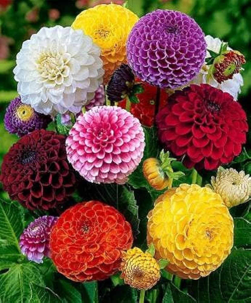 Dahlia Flower Bulb set of 5 |Dahlia Bulbs for Sale|Buy Dahlia Flower Bulbs Online - Premium Combo Packs - Bulbs from Plantparadise - Just $300! Shop now at Plantparadise