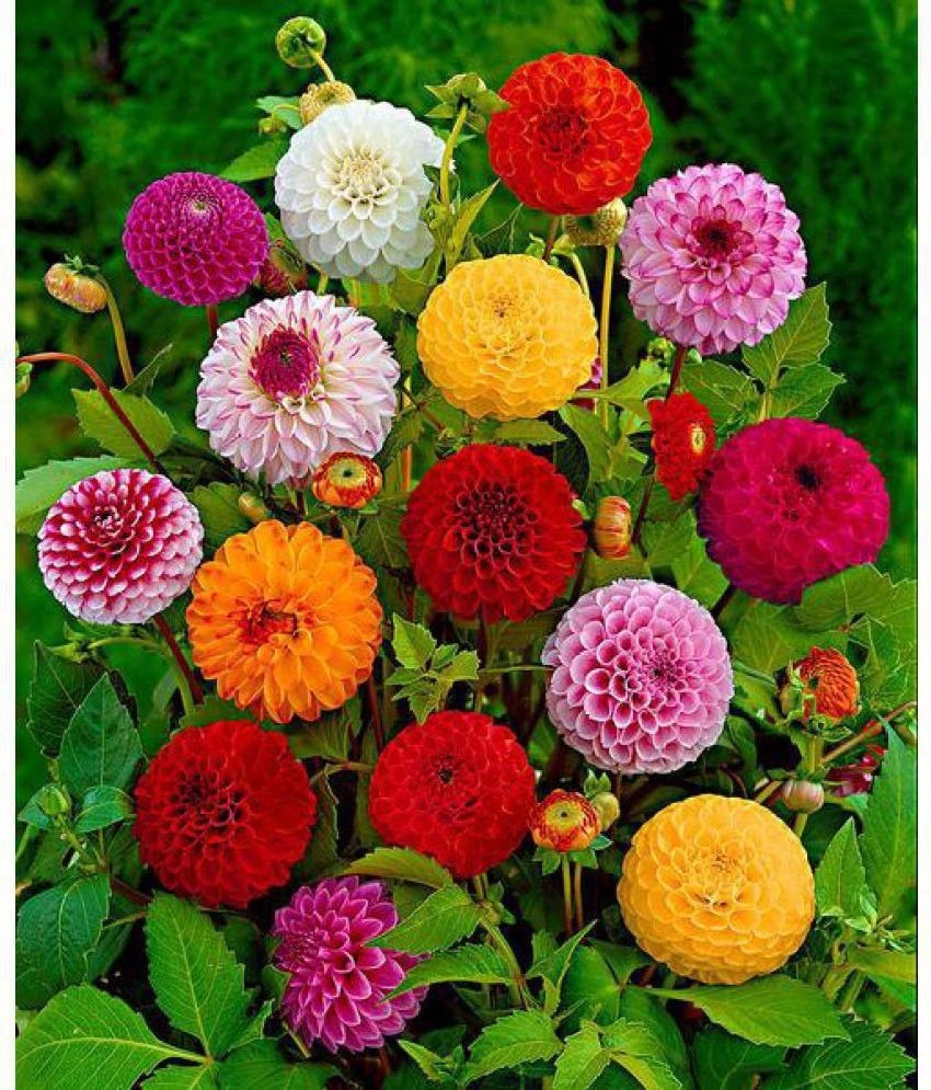 Dahlia Flower Bulb set of 5 |Dahlia Bulbs for Sale|Buy Dahlia Flower Bulbs Online - Premium Combo Packs - Bulbs from Plantparadise - Just $300! Shop now at Plantparadise