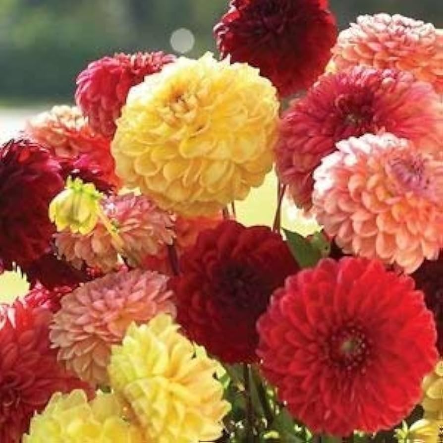Dahlia Flower Bulb set of 5 |Dahlia Bulbs for Sale|Buy Dahlia Flower Bulbs Online - Premium Combo Packs - Bulbs from Plantparadise - Just $300! Shop now at Plantparadise