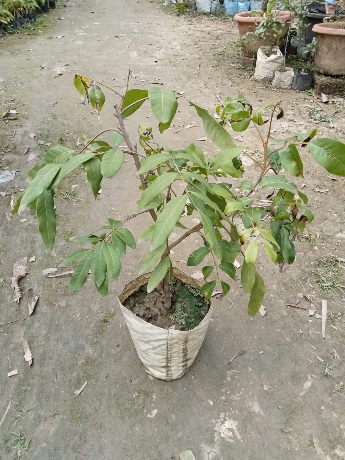 Diamond River Longan Fruit Plant|Buy Diamond River Longan tree online - Premium Fruit Plants & Tree from Plantparadise - Just $1200! Shop now at Plantparadise