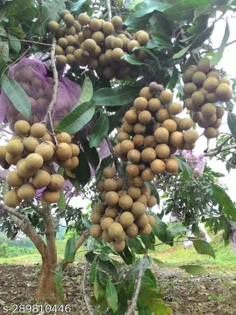 Diamond River Longan Fruit Plant|Buy Diamond River Longan tree online - Premium Fruit Plants & Tree from Plantparadise - Just $1200! Shop now at Plantparadise