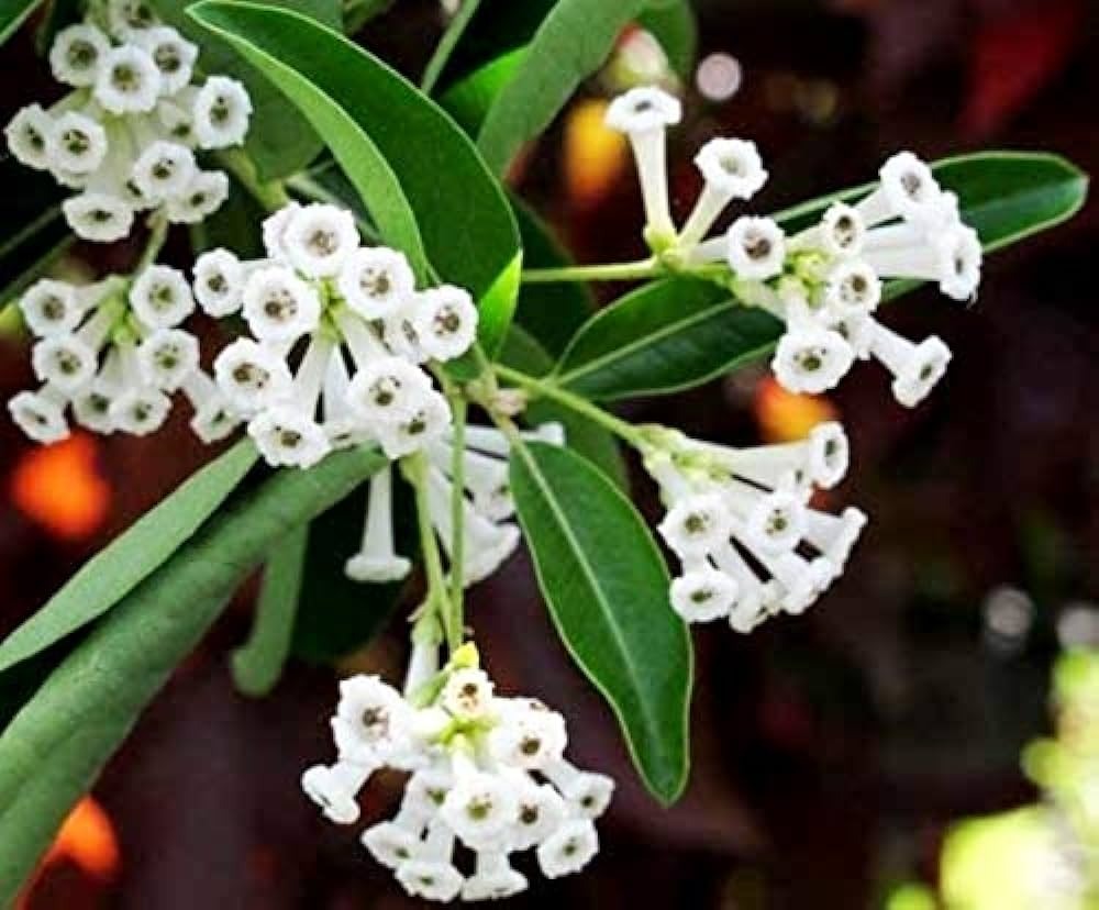Din ka Raja (Day blooming Jasmine Flower Plant) - Premium Flowering Plants from Plantparadise - Just $399! Shop now at Plantparadise