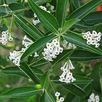 Din ka Raja (Day blooming Jasmine Flower Plant) - Premium Flowering Plants from Plantparadise - Just $399! Shop now at Plantparadise