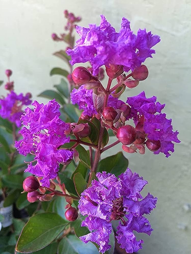 "Crepe Myrtle" Flower Plant - Premium Flowering Plants from Plantparadise - Just $399! Shop now at Plantparadise