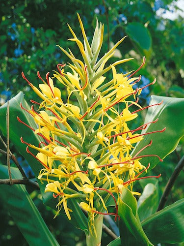 Ginger Lily  Flower Bulb set of 5 - Premium  from Plantparadise - Just $300! Shop now at Plantparadise