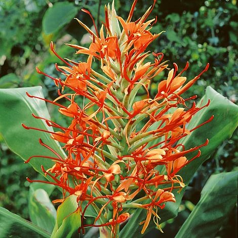 Ginger Lily  Flower Bulb set of 5 - Premium  from Plantparadise - Just $300! Shop now at Plantparadise