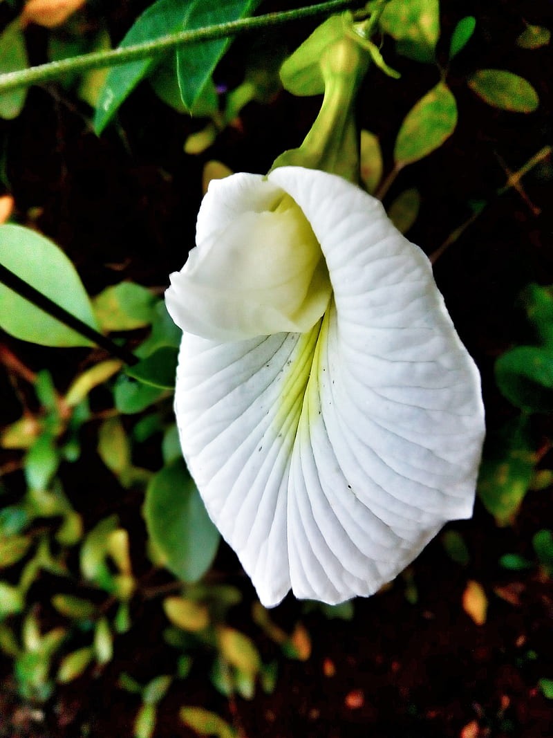 Aparajita White (Clitroia Ternatea - Premium Flowering Plants from Plantparadise - Just $475.00! Shop now at Plantparadise