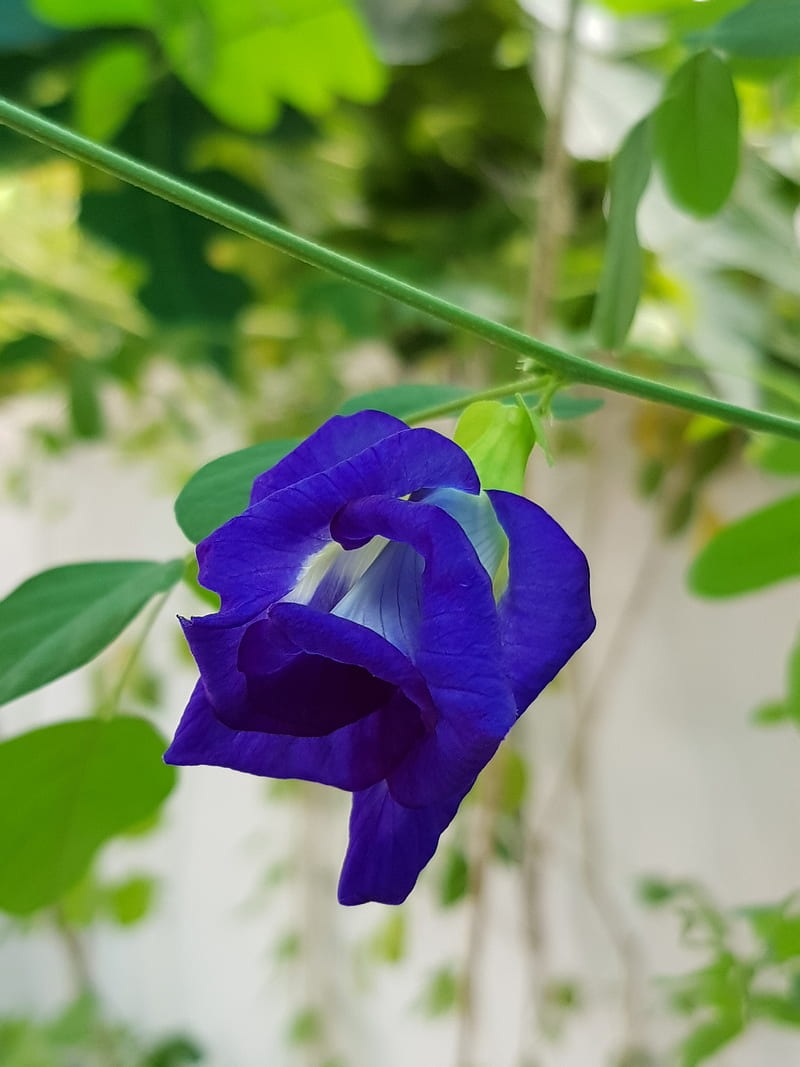 Clitoria Ternatea (Nilkantha) - Premium Flowering Plants from Plantparadise - Just $450.00! Shop now at Plantparadise