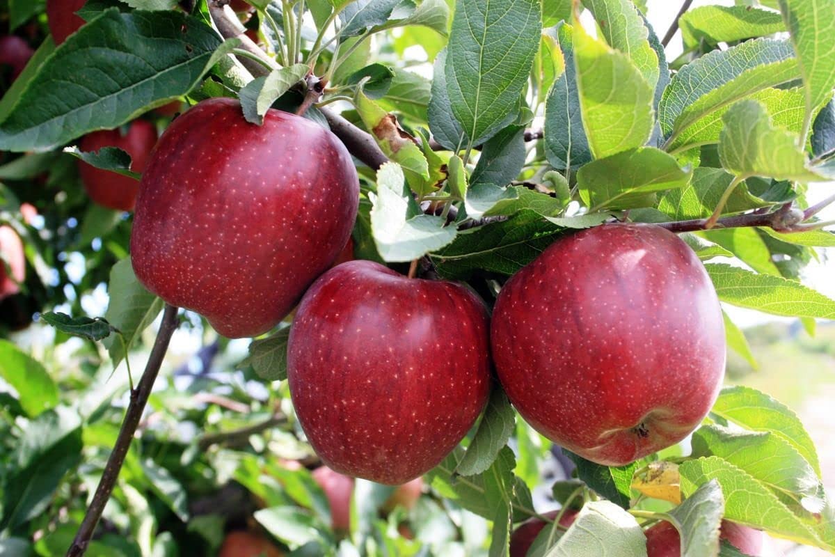 The HRMN-99 apple variety|HRMN-99 apple tree nursery online - Premium Fruit Plants & Tree from Plantparadise - Just $569! Shop now at Plantparadise