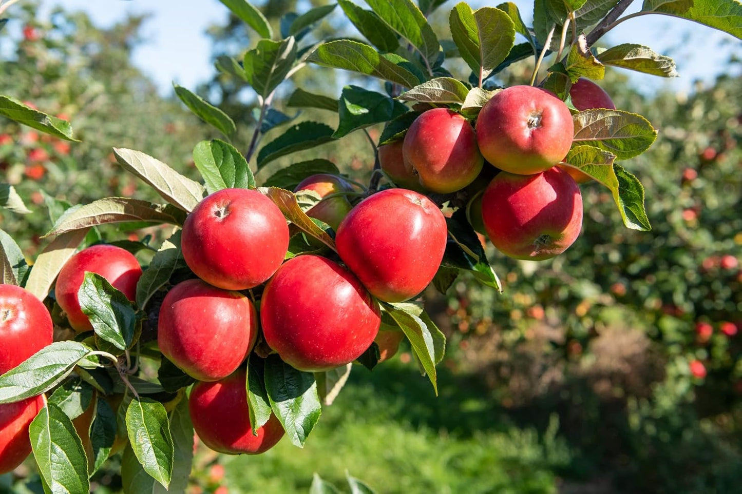The HRMN-99 apple variety|HRMN-99 apple tree nursery online - Premium Fruit Plants & Tree from Plantparadise - Just $569! Shop now at Plantparadise