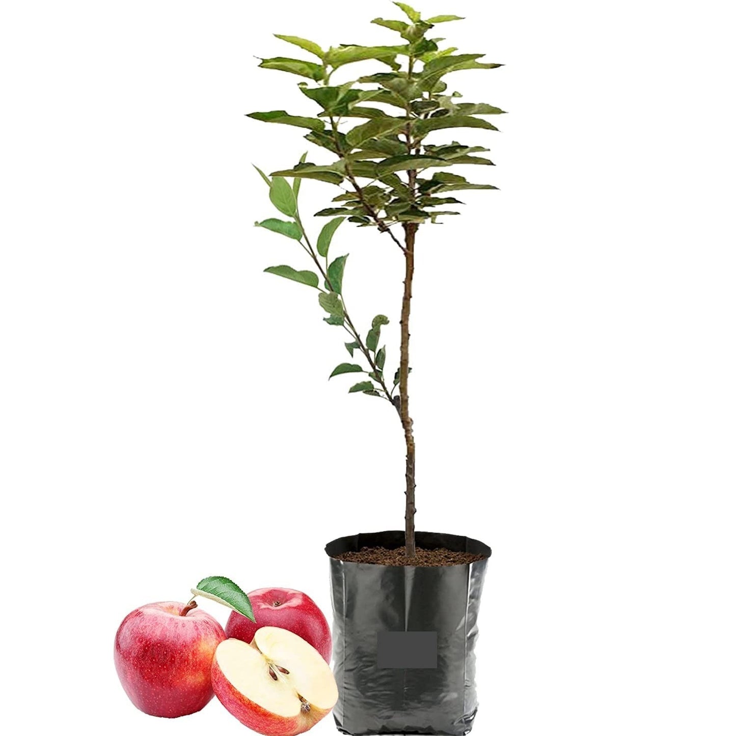 The HRMN-99 apple variety|HRMN-99 apple tree nursery online - Premium Fruit Plants & Tree from Plantparadise - Just $569! Shop now at Plantparadise