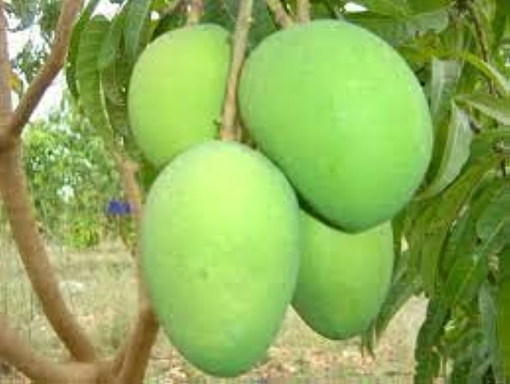 Him Sagar Mango Plant Grafted - Premium Fruit Plants & Tree from Plantparadise - Just $499! Shop now at Plantparadise