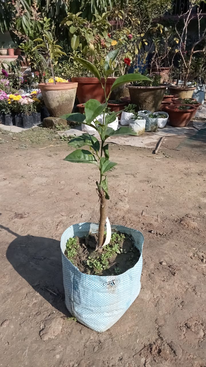 Honey Murcott Tangerine Plant|Buy Honey Murcott Tangerine Plant Online - Premium Fruit Plants & Tree from Plantparadise - Just $899! Shop now at Plantparadise