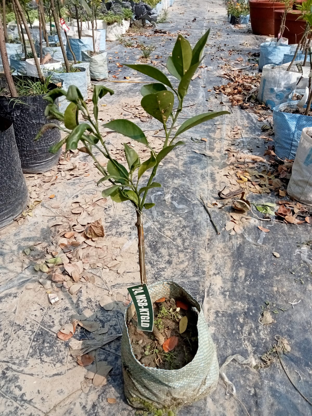 The Katol Gold Mosambi|Grafted Mosambi plant online - Premium Fruit Plants & Tree from Plantparadise - Just $599! Shop now at Plantparadise