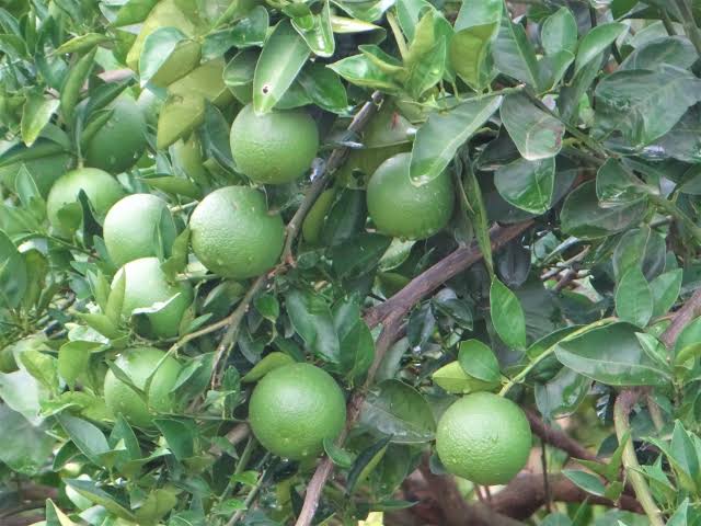 The Katol Gold Mosambi|Grafted Mosambi plant online - Premium Fruit Plants & Tree from Plantparadise - Just $599! Shop now at Plantparadise