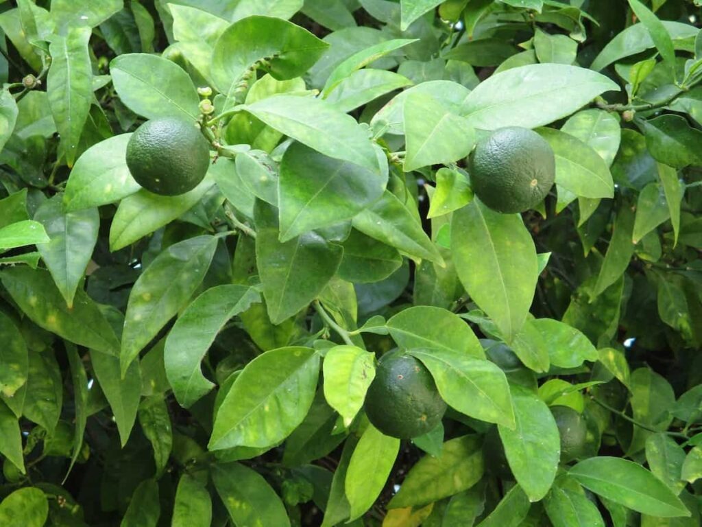 The Katol Gold Mosambi|Grafted Mosambi plant online - Premium Fruit Plants & Tree from Plantparadise - Just $599! Shop now at Plantparadise