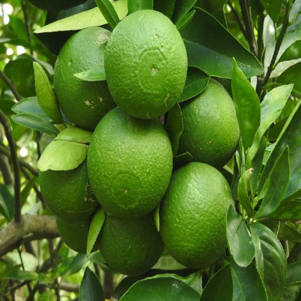 The Katol Gold Mosambi|Grafted Mosambi plant online - Premium Fruit Plants & Tree from Plantparadise - Just $599! Shop now at Plantparadise