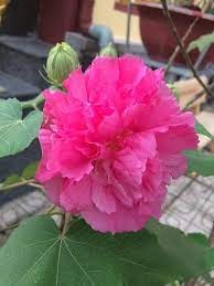 Land Lotus Colour Changing Flower Plant