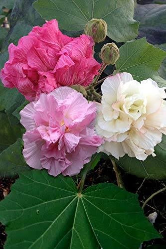 Land Lotus Colour Changing Flower Plant