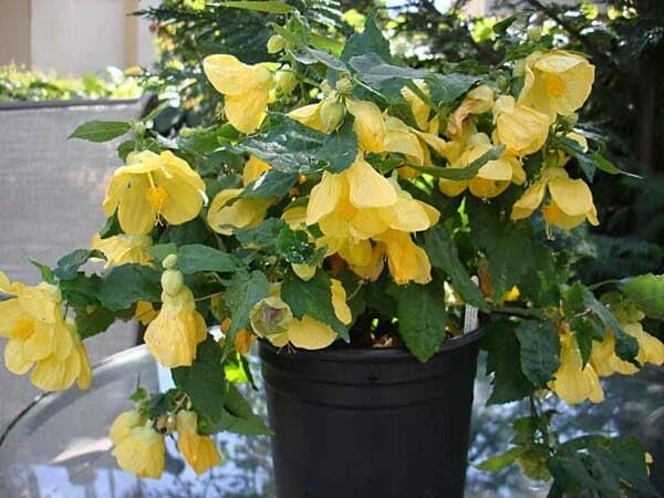 Lantern Hibiscus (Hibiscus schizopetalus) Plant|Lantern Hibiscus plant for sale - Premium Flowering Plants from Plantparadise - Just $450! Shop now at Plantparadise