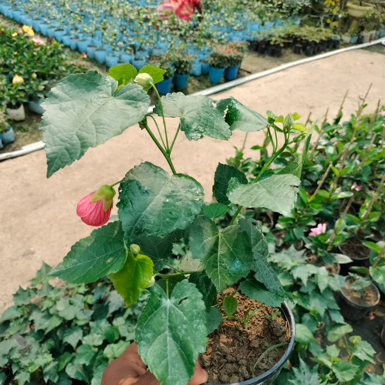 Lantern Hibiscus (Hibiscus schizopetalus) Plant|Lantern Hibiscus plant for sale - Premium Flowering Plants from Plantparadise - Just $450! Shop now at Plantparadise
