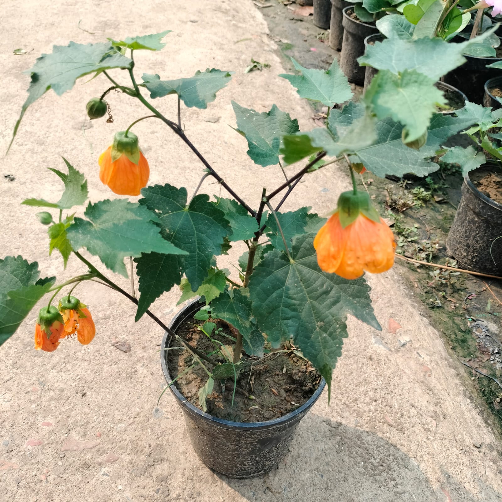 Lantern Hibiscus (Hibiscus schizopetalus) Plant|Lantern Hibiscus plant for sale - Premium Flowering Plants from Plantparadise - Just $450! Shop now at Plantparadise