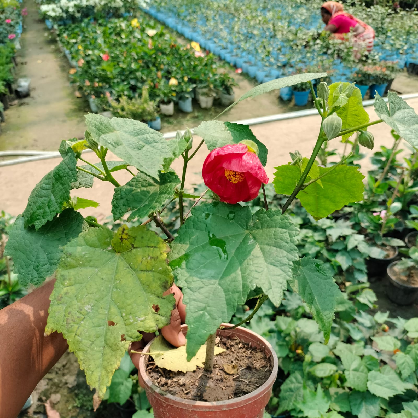 Lantern Hibiscus (Hibiscus schizopetalus) Plant|Lantern Hibiscus plant for sale - Premium Flowering Plants from Plantparadise - Just $450! Shop now at Plantparadise