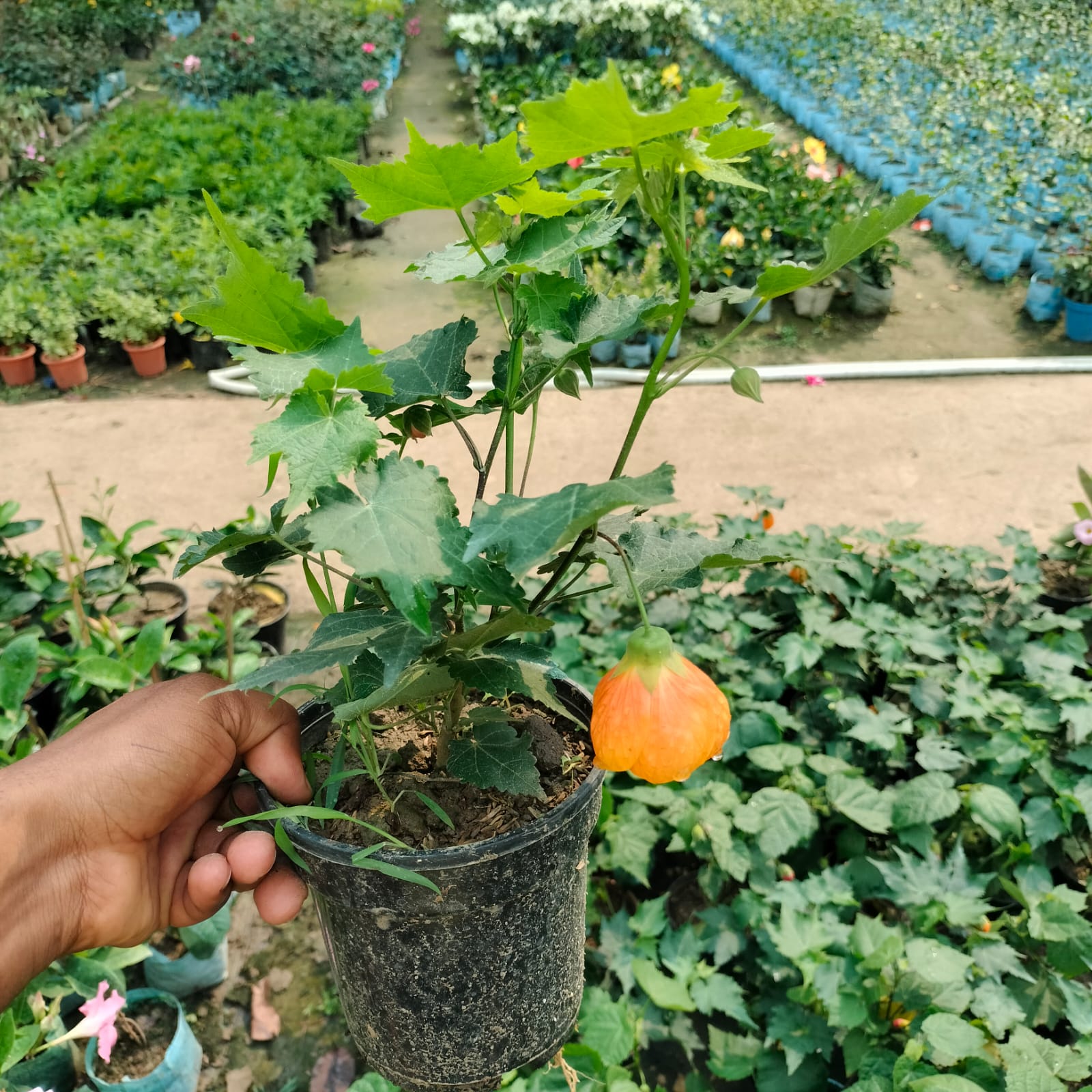Lantern Hibiscus (Hibiscus schizopetalus) Plant|Lantern Hibiscus plant for sale - Premium Flowering Plants from Plantparadise - Just $450! Shop now at Plantparadise
