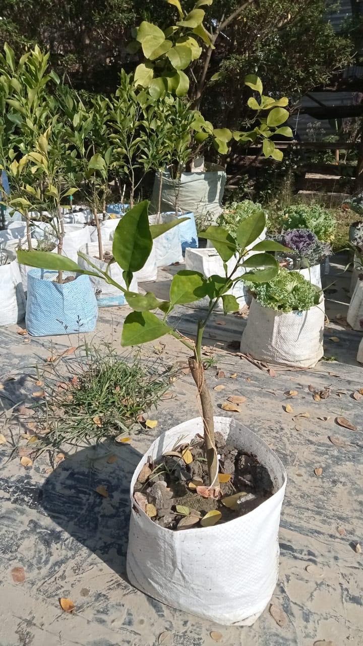 Late Variety Navel Orange |Seedless Late Navel Orange tree for sale - Premium Fruit Plants & Tree from Plantparadise - Just $749! Shop now at Plantparadise