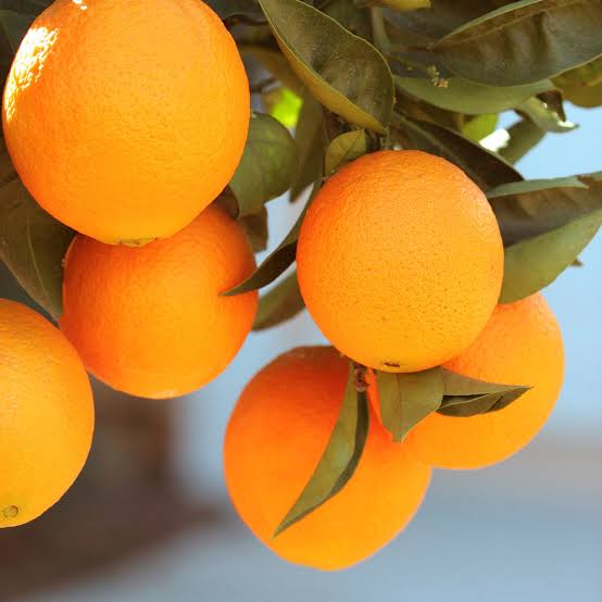 Late Variety Navel Orange |Seedless Late Navel Orange tree for sale - Premium Fruit Plants & Tree from Plantparadise - Just $749! Shop now at Plantparadise